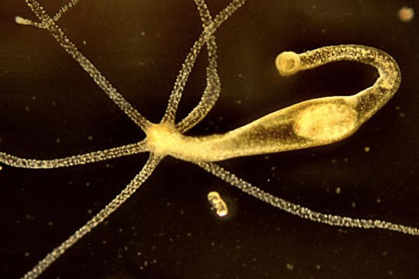 Http kraken 2kr